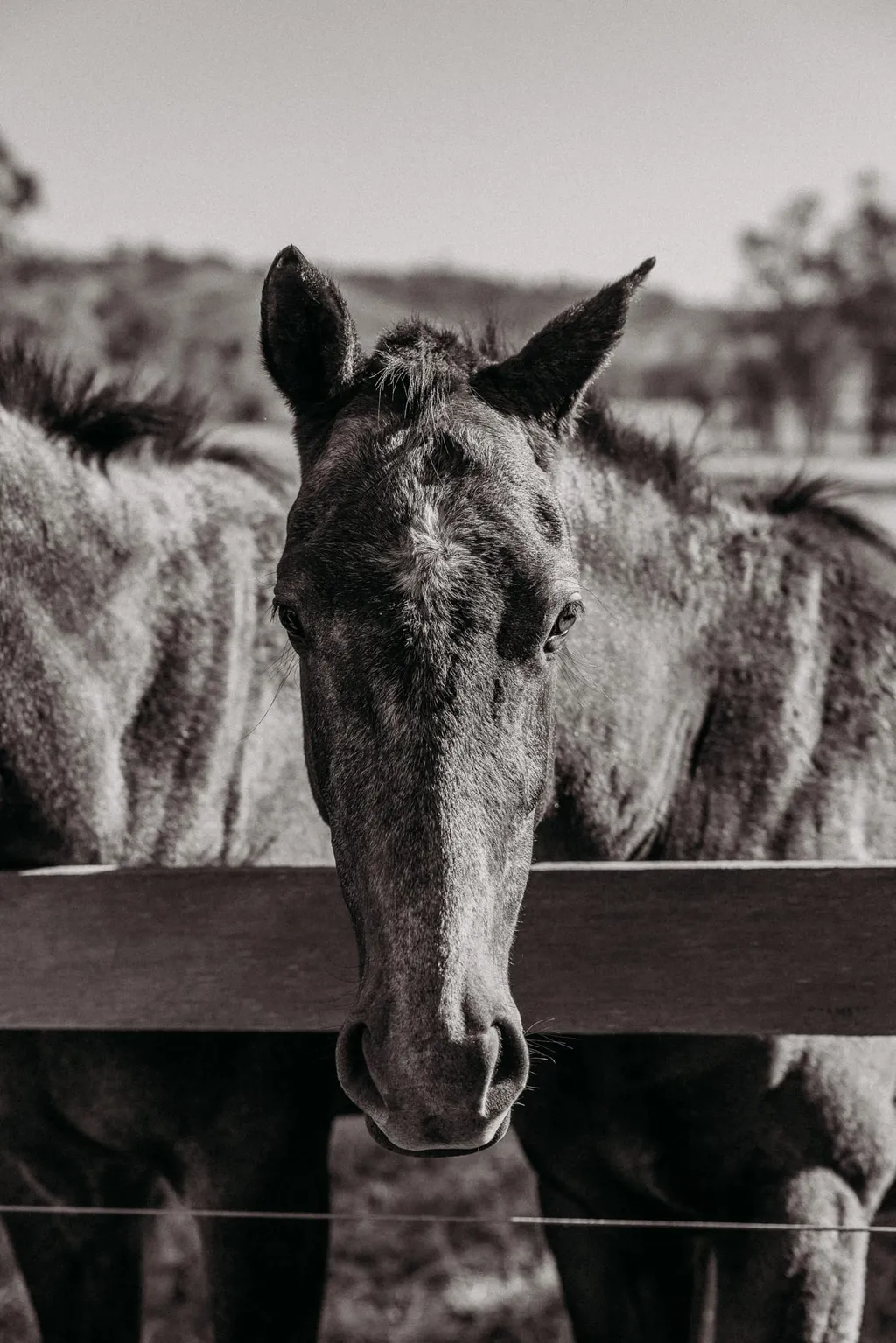 Wallaringa Farm brand photography ready to be organised and scheduled